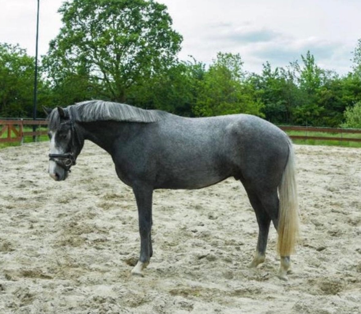 Knappe 3-jarige D-pony, Hongre