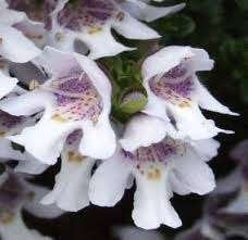 Prostantera Cuneata, Tuin en Terras, Ophalen, Halfschaduw