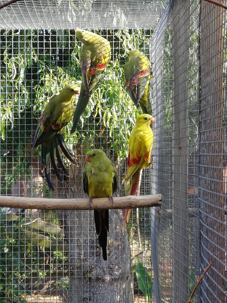 bergparkieten, Meerdere dieren, Parkiet, Geringd