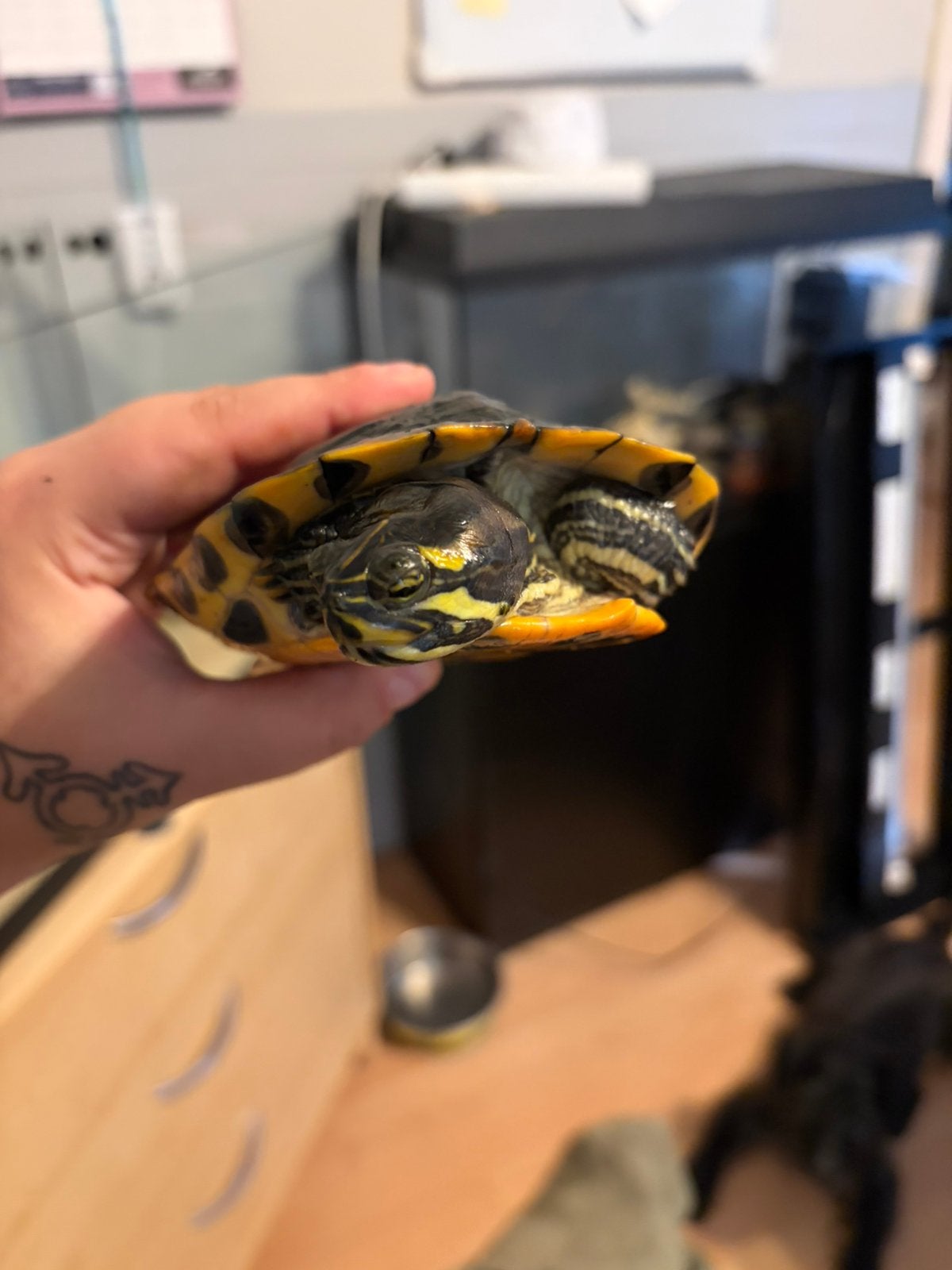 Water Schildpad, Dieren en Toebehoren, Schildpad, 0 tot 2 jaar