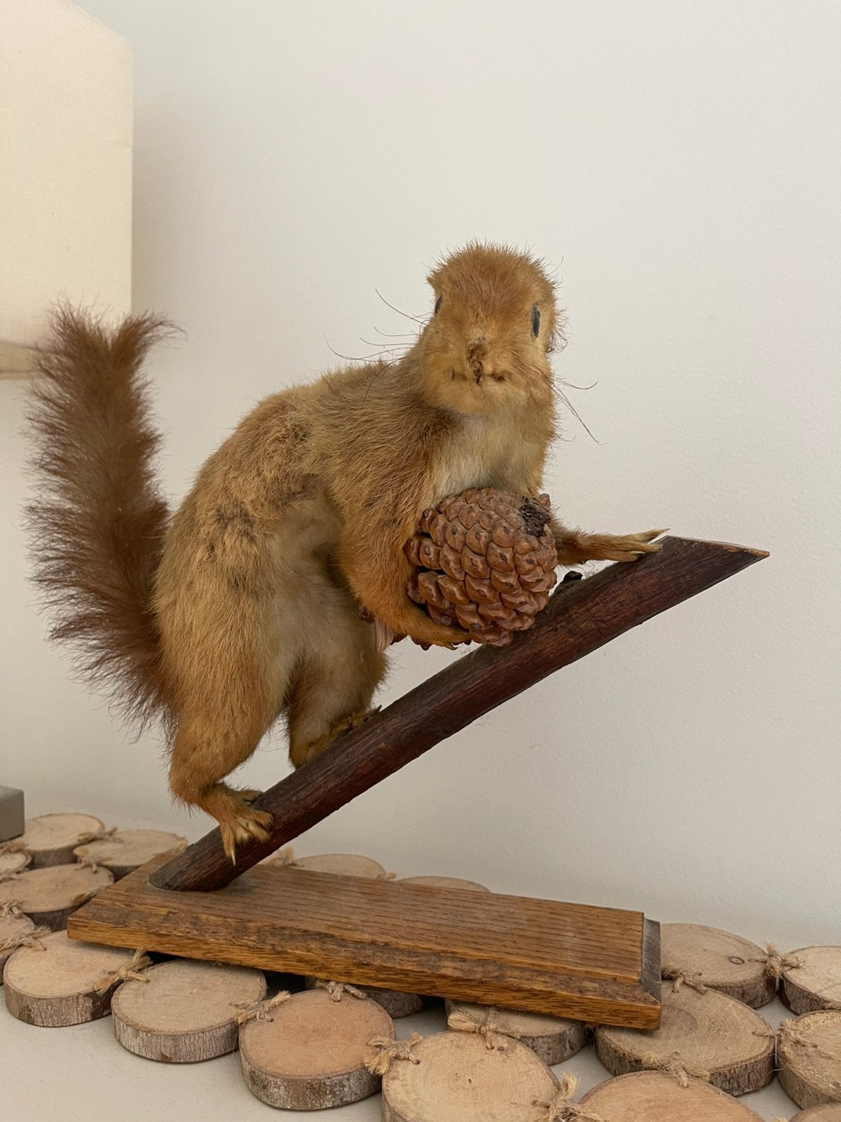 Écureuil de taxidermie vintage, Collections, Collections Animaux, Enlèvement, Utilisé, Autres, Animal empaillé
