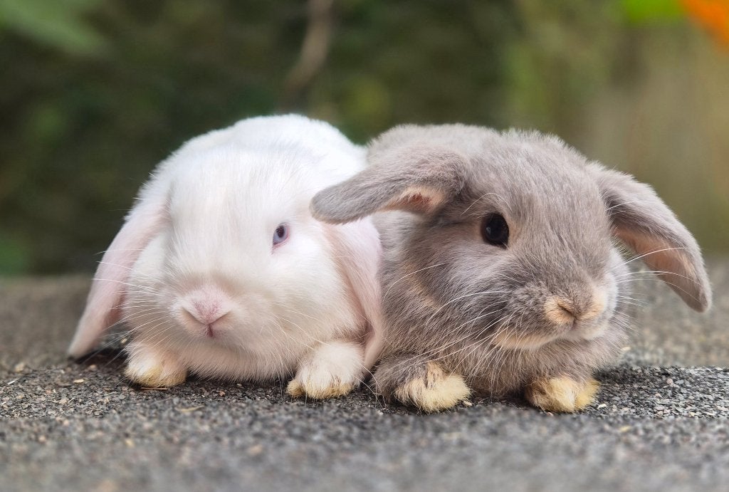 MINILOP KOPPELTJE, Dieren en Toebehoren, Konijnen, Klein, Meerdere dieren, 0 tot 2 jaar, Hangoor