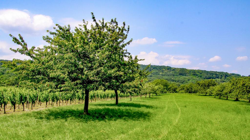 Cherche terrain agricole