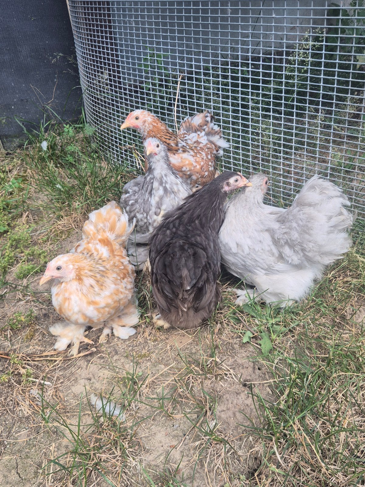 Cochin hennetjes te koop