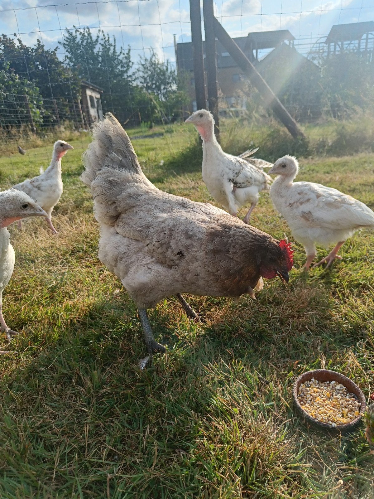 Belle poule grise, Animaux & Accessoires, Poule ou poulet