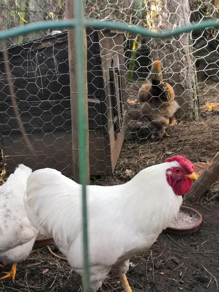 broedeieren wyandotte, Dieren en Toebehoren
