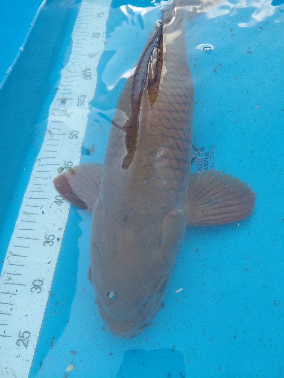 koi, Animaux & Accessoires, Poissons | Poissons d'étang