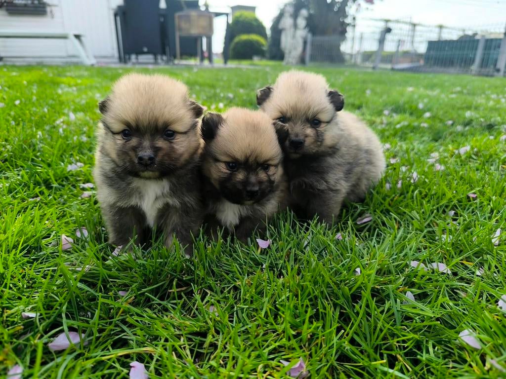 Dwergkees pups, Parvo, België, Overige rassen, 8 tot 15 weken