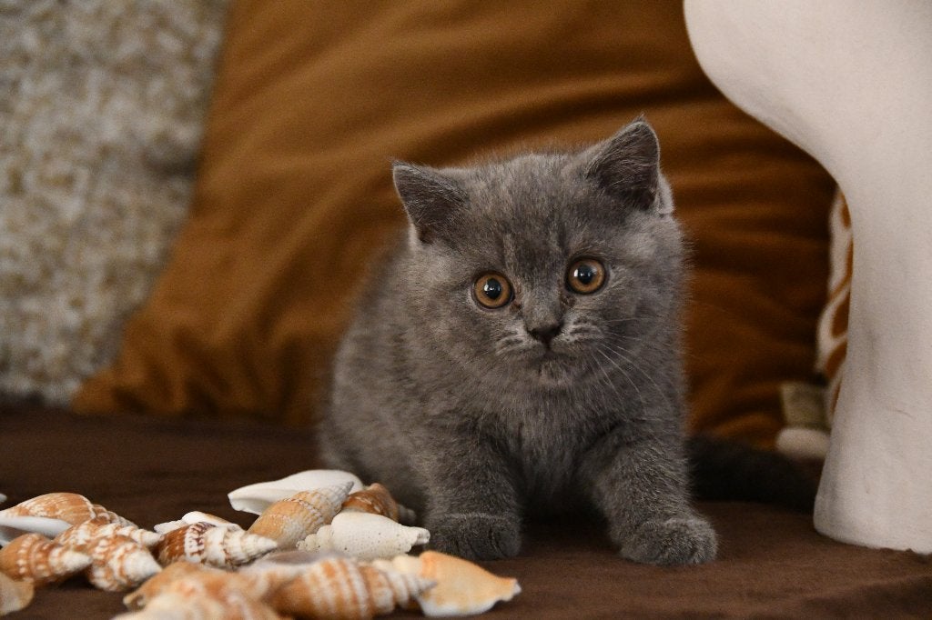brits korthaar kitten, Kater, Met stamboom, 0 tot 2 jaar