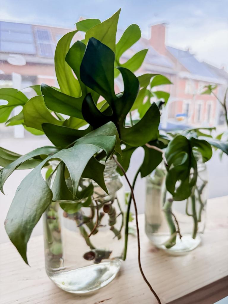 Monstera Minima stekjes, Enlèvement, Autres espèces