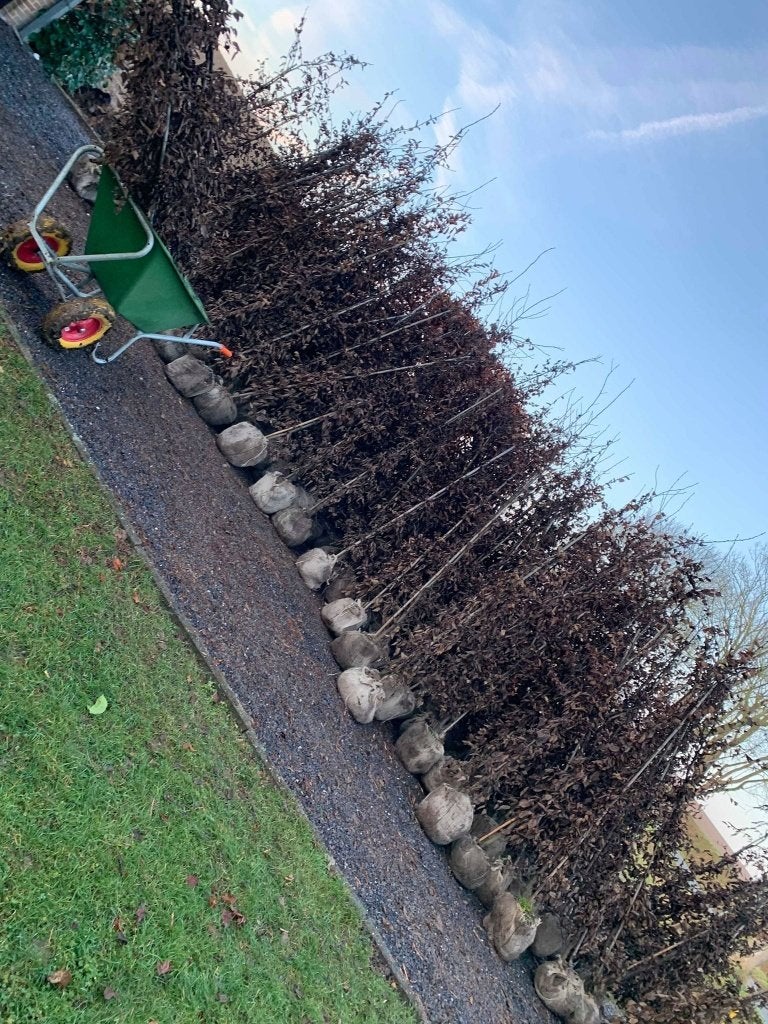 plantation de haie, Jardin & Terrasse, Enlèvement, Haie