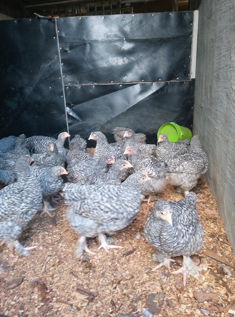 Hanen Mechelse koekoek, Dieren en Toebehoren