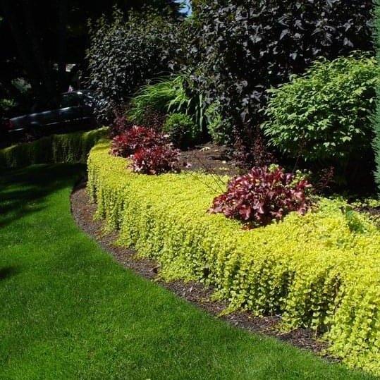 Lysimachia nummularia of Penningkruid (bodembedekker), Tuin en Terras, Ophalen, Bodembedekkers, Volle zon, Vaste plant