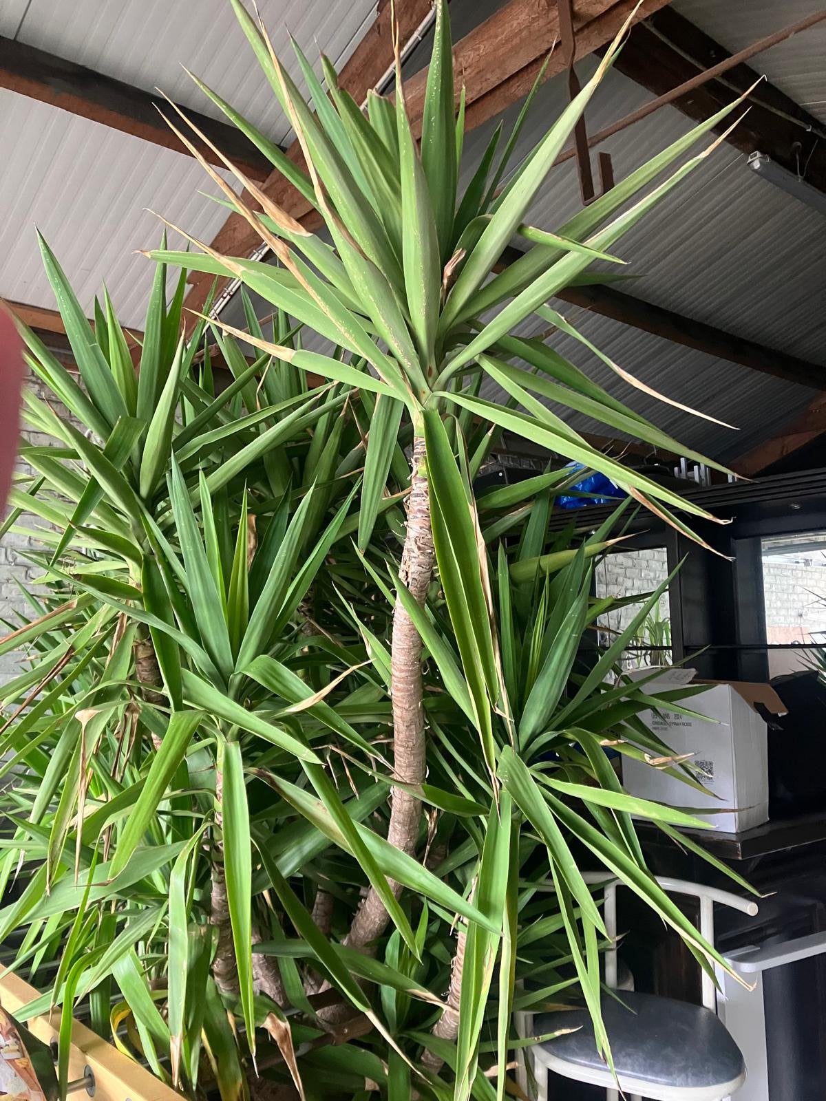 Palmlelie - Yucca Elephantipes - 2 stuks - 1m95 - 2m00 hoog, Enlèvement, Plante fixe, Autres espèces
