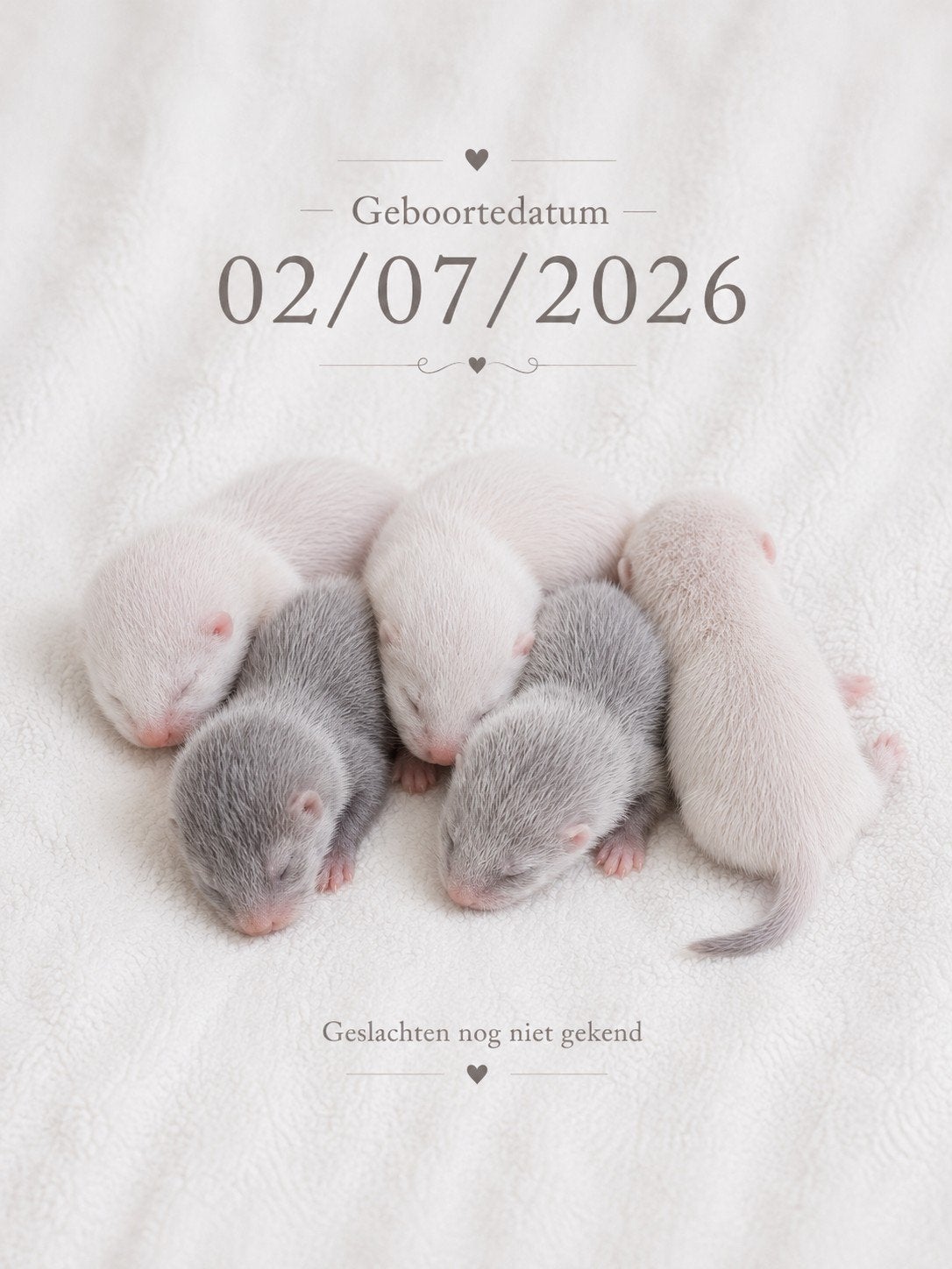 Liefdevol opgevoede frettenpups beschikbaar, Fret, Juni, Meerdere dieren, Tam