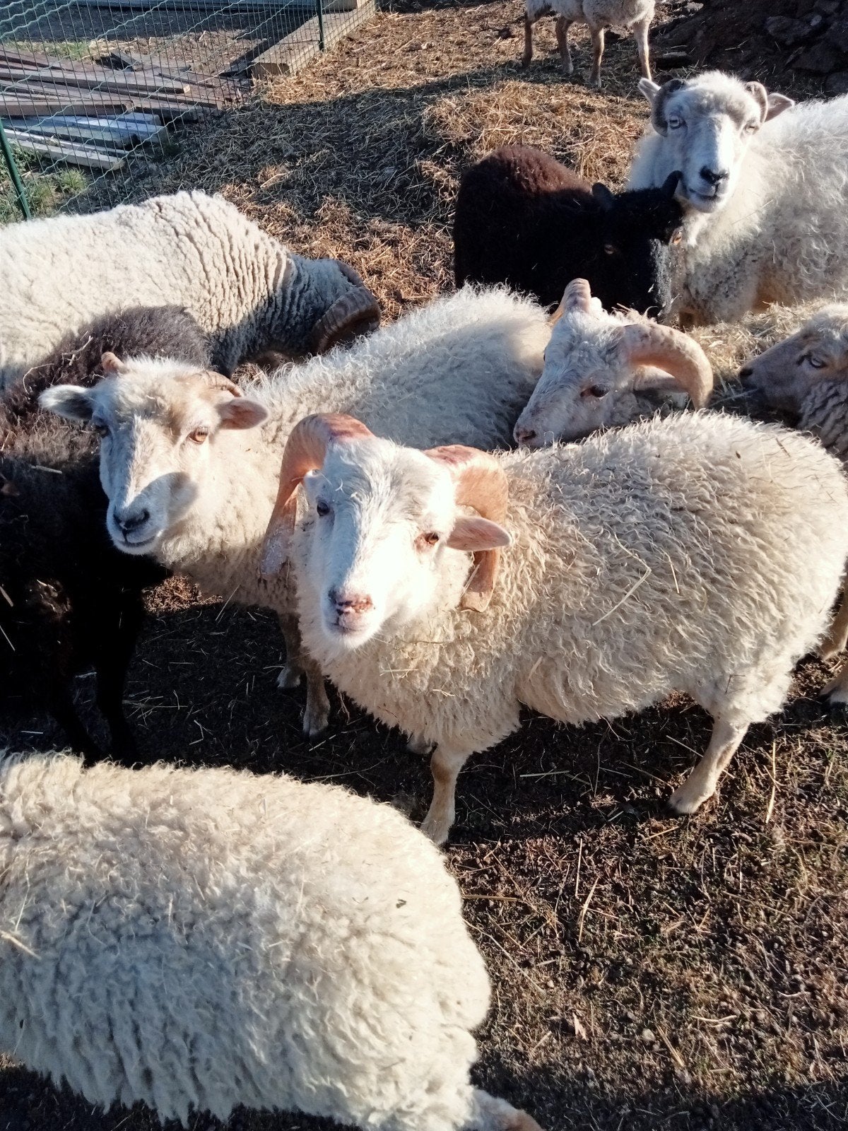 2 jonge rammen, Dieren en Toebehoren