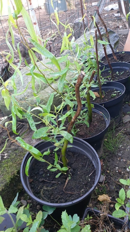 krulwilg stek in pot, Tuin en Terras, Ophalen, In pot