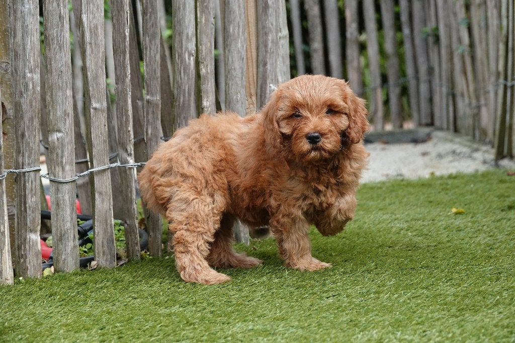 Magnifiques chiots Mini Labradoodle abricot (parents testés), Maladie de Carré (chiens), Autres races, Plusieurs, Belgique