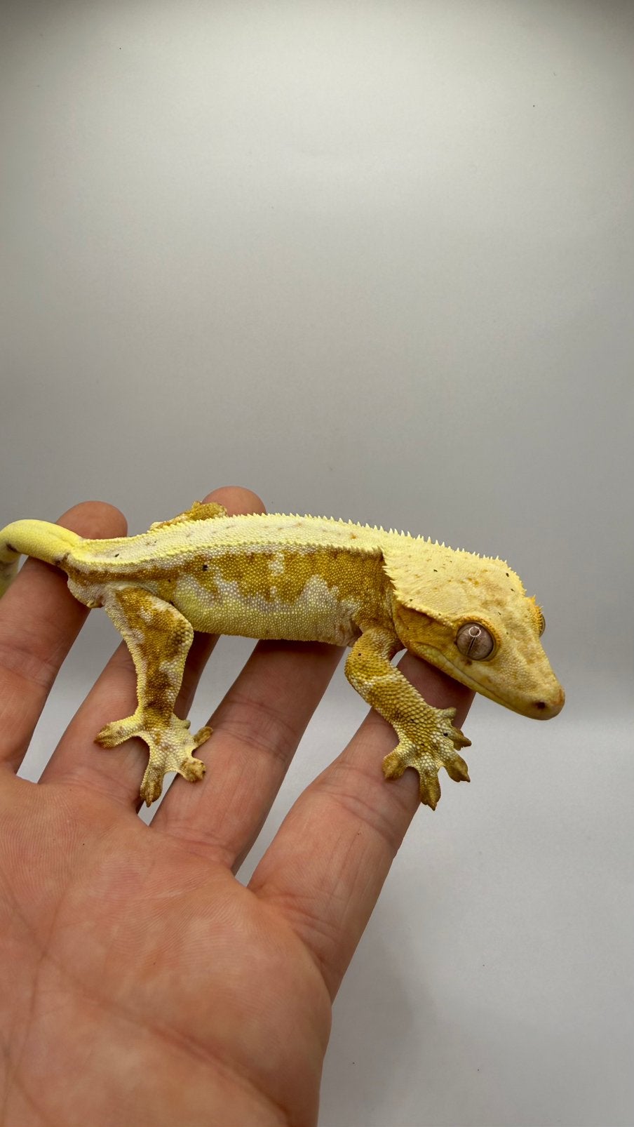 Wimpergekko
