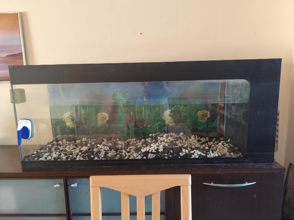 Aquarium  met accessoires, Dieren en Toebehoren, Ophalen
