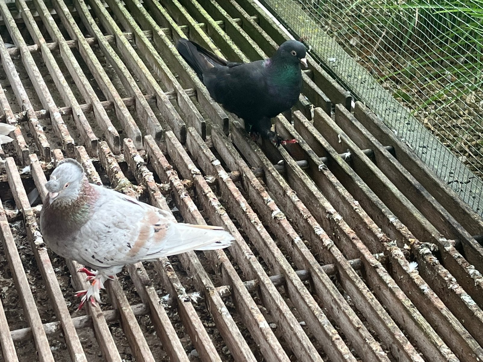 Takla’s, Plusieurs animaux, Pigeon culbutant ou Roller