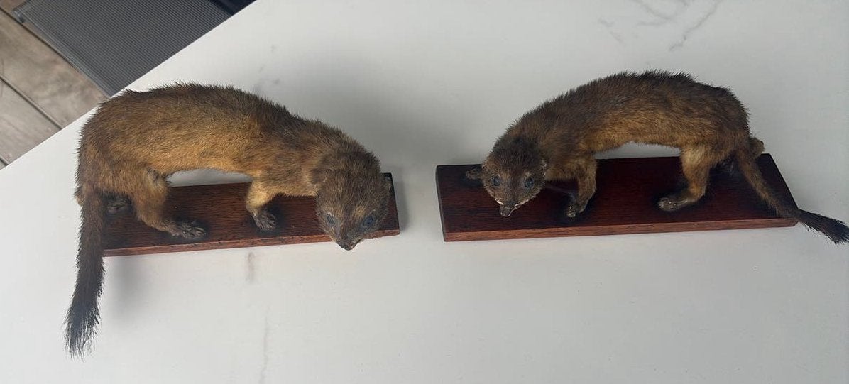 Taxidermie 2 marters opgezet, Ophalen of Verzenden
