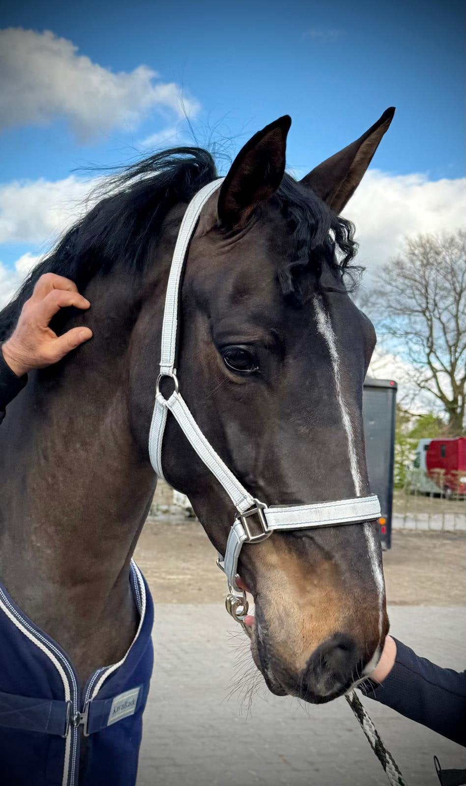 5 jarige zoekt nieuwe thuis, Animaux & Accessoires, Chevaux, Hongre, 165 à 170 cm, 3 à 6 ans, Cheval de saut, Avec pedigree