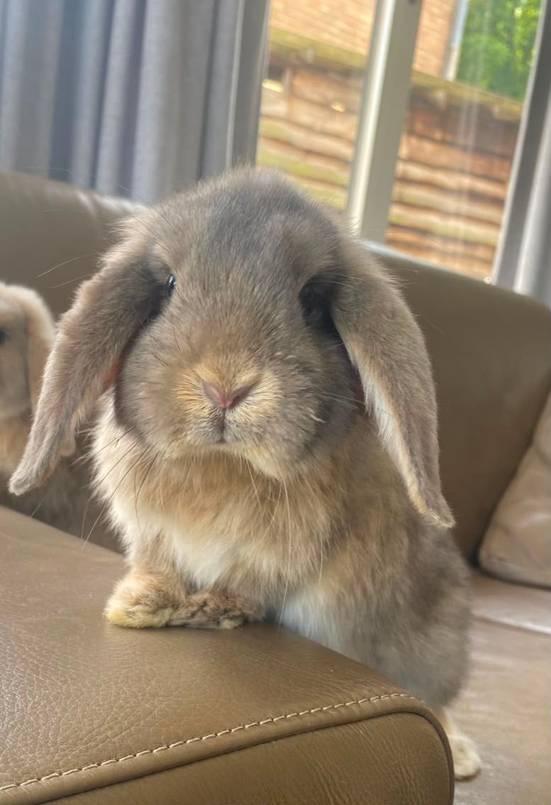 2 jarige voedster kindvriendelijk, Dieren en Toebehoren, Konijnen, Vrouwelijk, Middelgroot, Hangoor, 0 tot 2 jaar