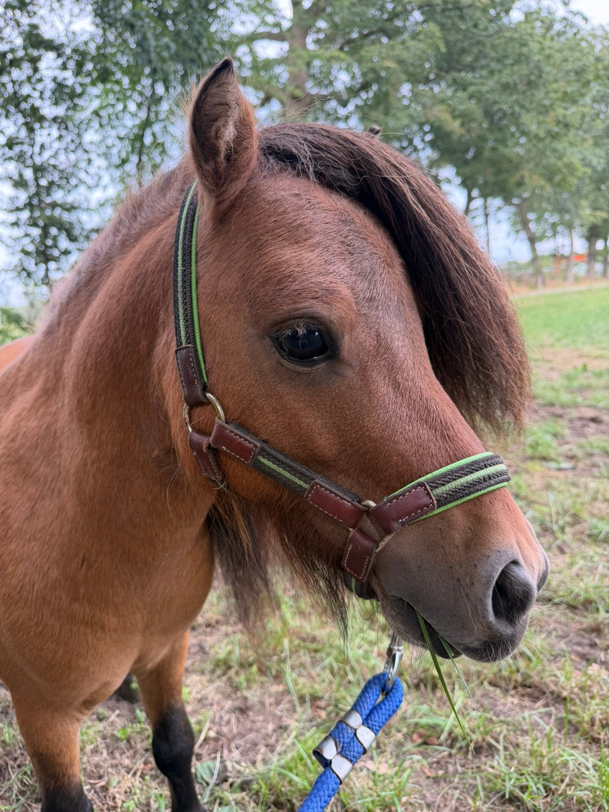 Shetlanders, Dieren en Toebehoren, Met stamboom, Niet van toepassing, A pony (tot 1.17m), 3 tot 6 jaar