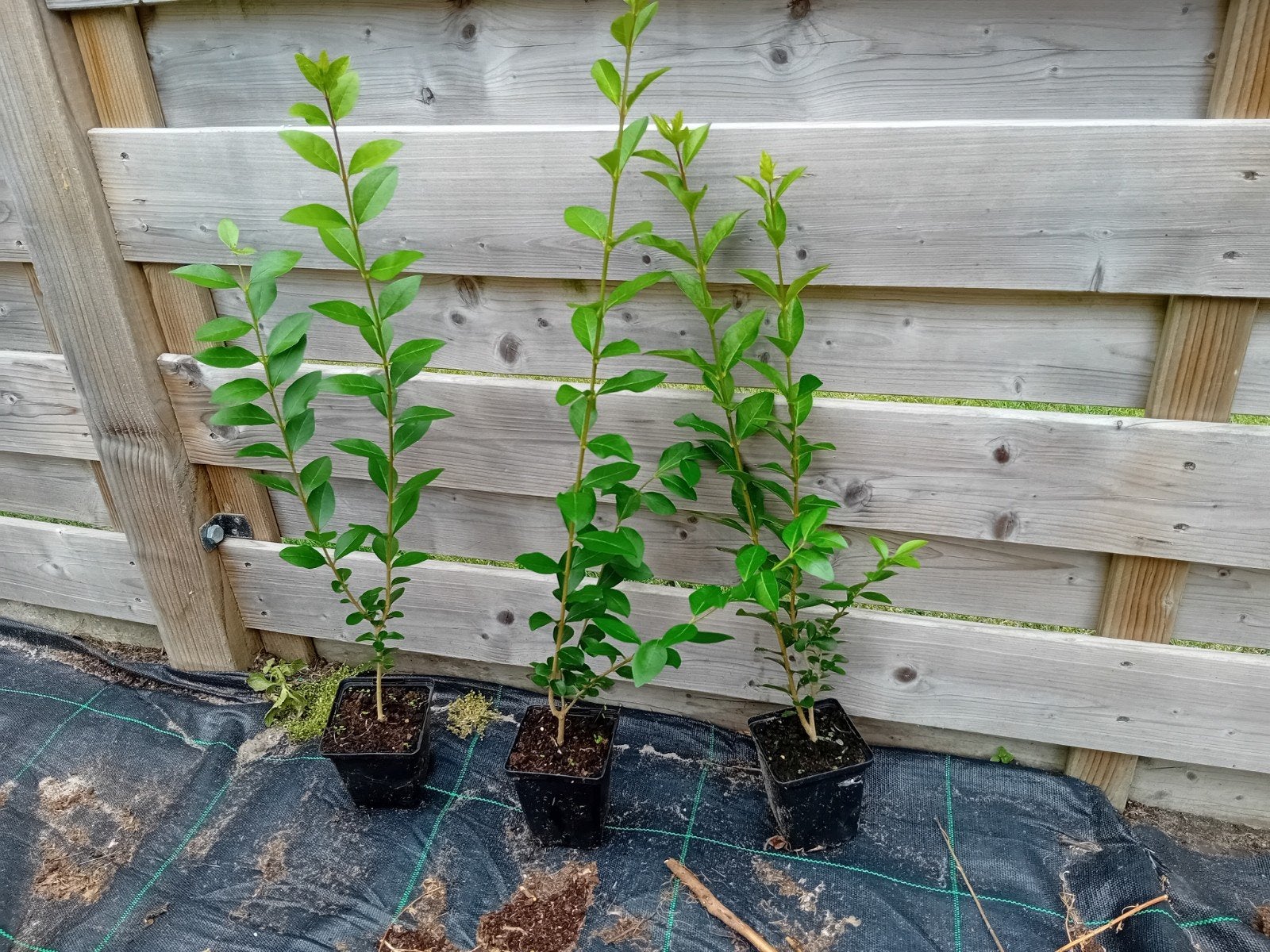Ligustrum, Ophalen