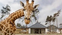 Uitstapje naar Beekse Bergen 8 kaartjes., Drie personen of meer