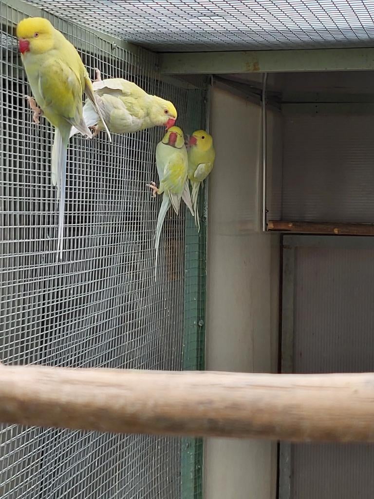 Kweekkoppel halsband parkieten samen met 1 jong (2025), Dieren en Toebehoren, Meerdere dieren, Parkiet, Geringd