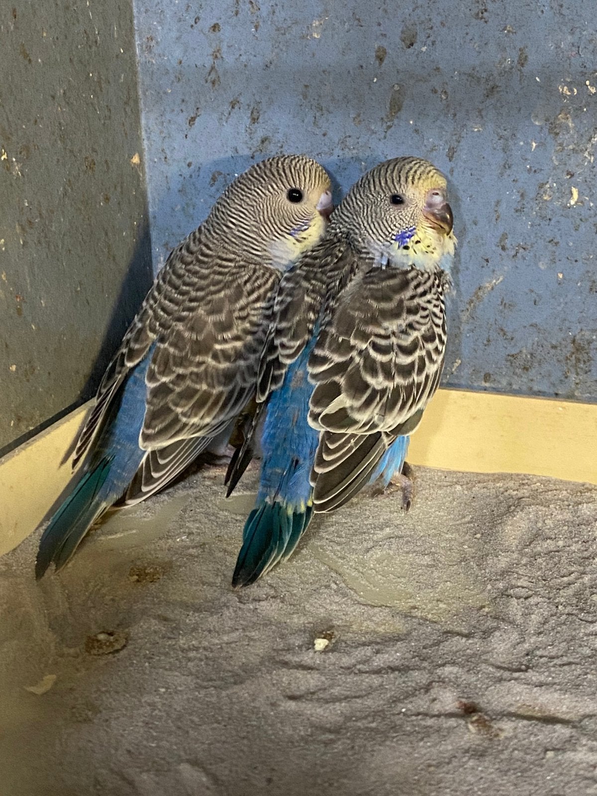 Blauwe Split blackface/blackwing grasparkieten, Dieren en Toebehoren, Geslacht onbekend, Parkiet