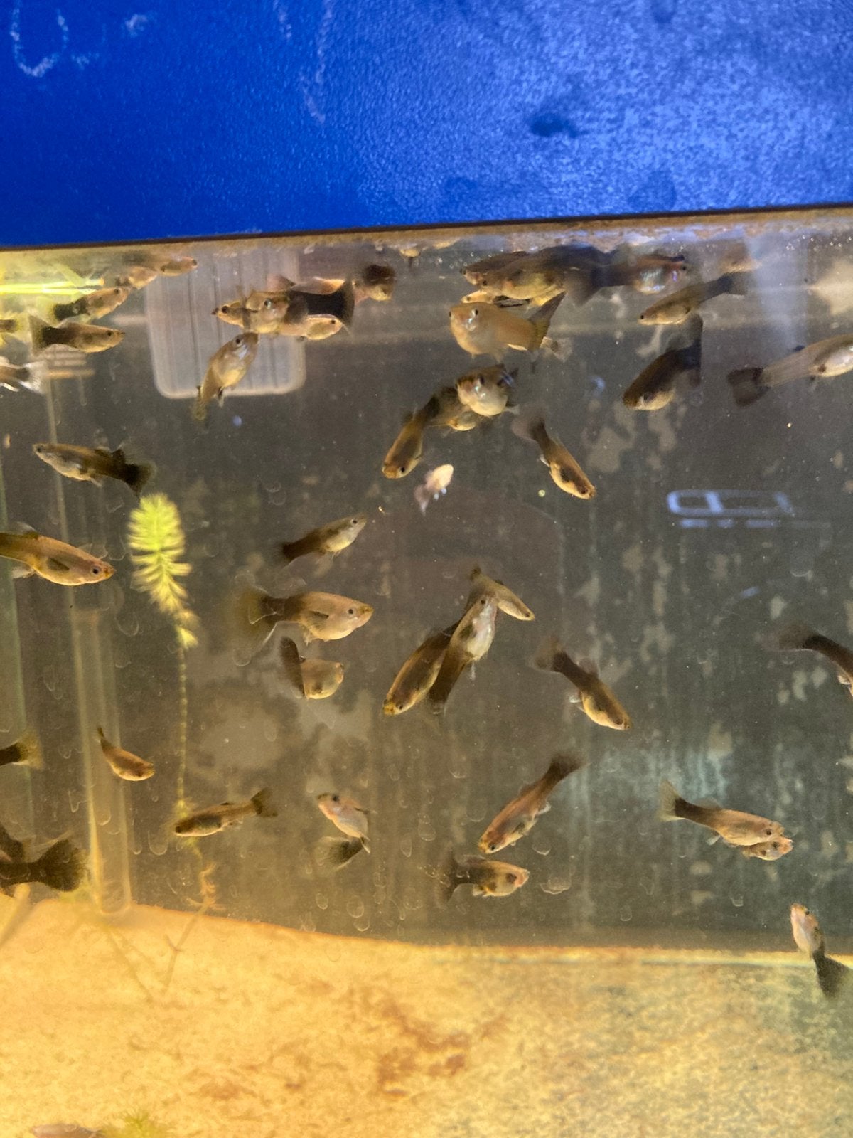 Blue moscow vrouw, Animaux & Accessoires, Poissons | Poissons d'aquarium, Poisson, Poisson d'eau douce, Banc de poissons