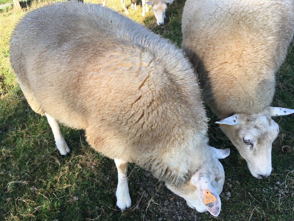 Franse texel  /texel dekbok ( Feb 2026 ), Dieren en Toebehoren, Mannelijk, Schaap, 0 tot 2 jaar