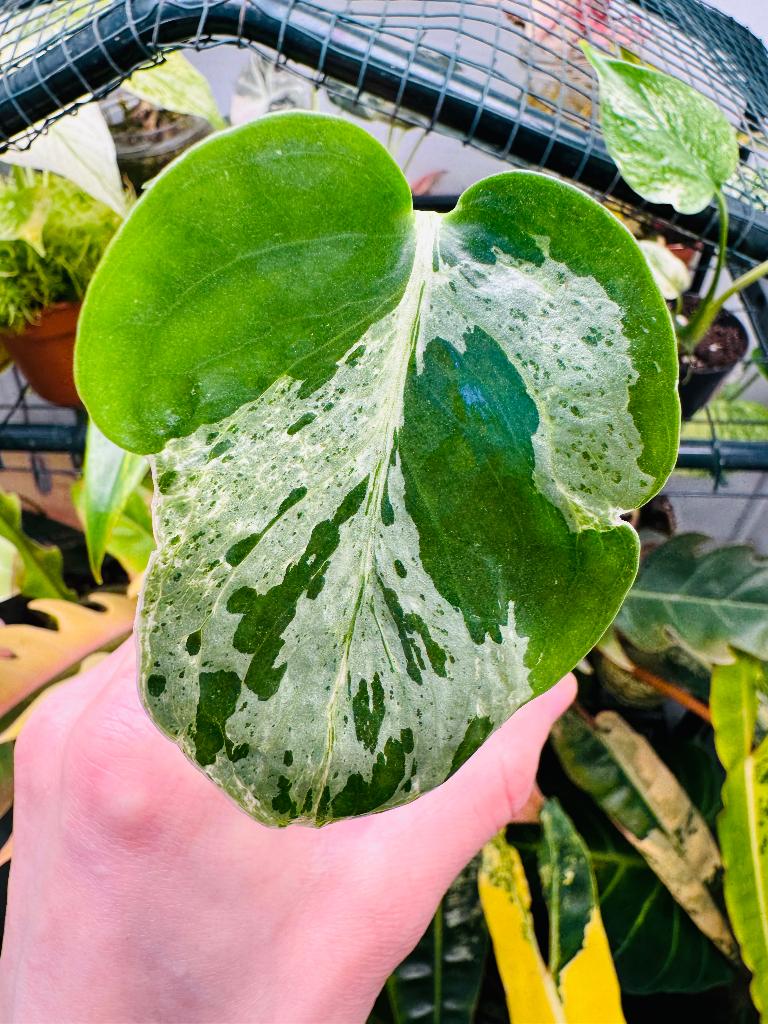 Monstera bulbasaur (TC strain), Ophalen, 200 cm of meer, Overige soorten, Halfschaduw