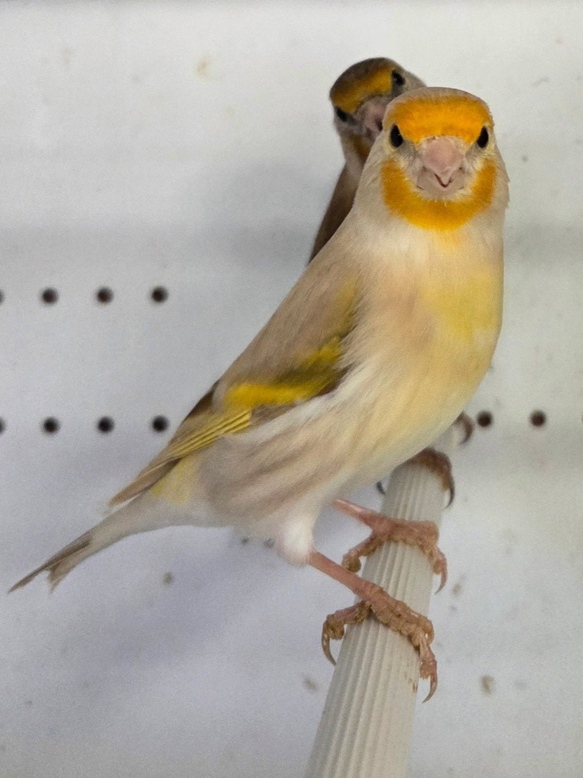 kruising poppen distelvink kanarie, Dieren en Toebehoren, Vrouwelijk, Bastaard