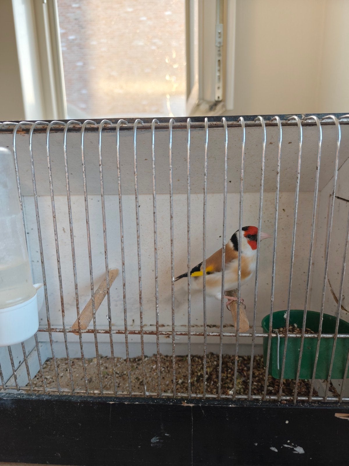 Majoor putter man., Dieren en Toebehoren, Ophalen