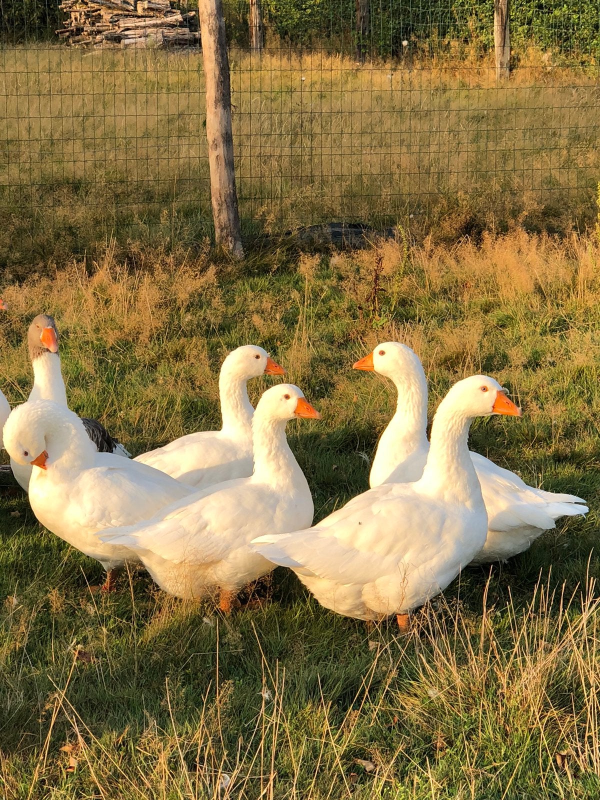 Boheemse gans