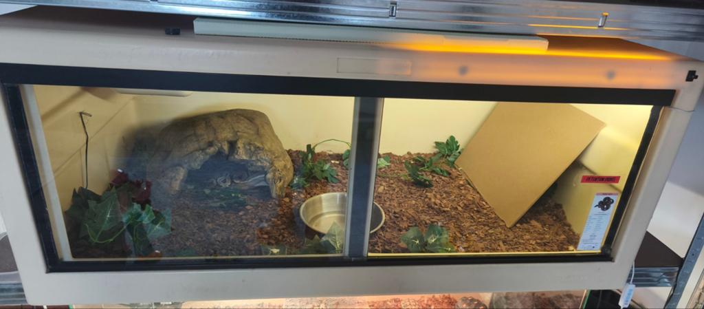 Couple de python plus terra herptek, Animaux & Accessoires, Enlèvement ou Envoi