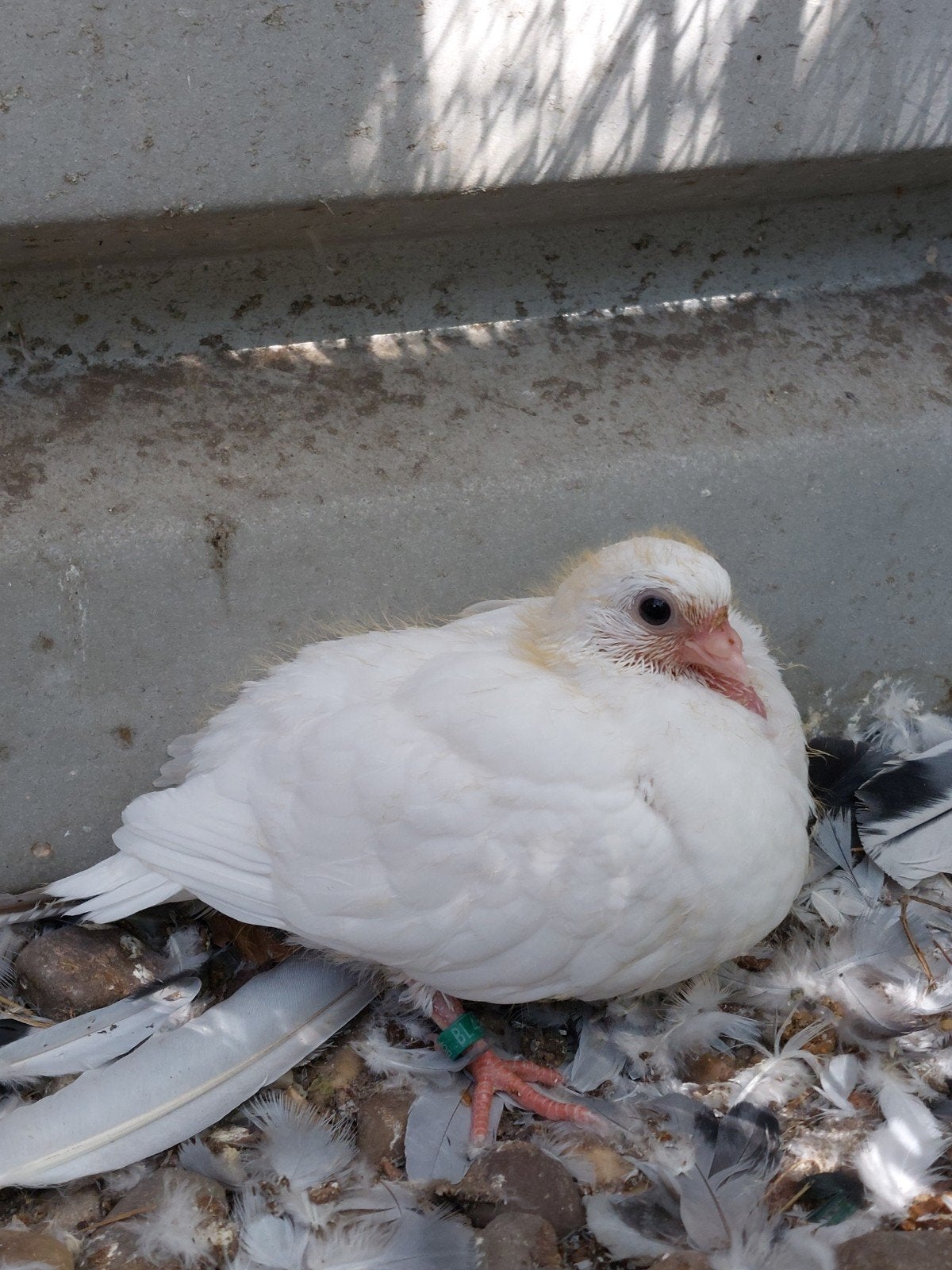 figurita duifjes, Dieren en Toebehoren, Vogels | Duiven, Overige soorten