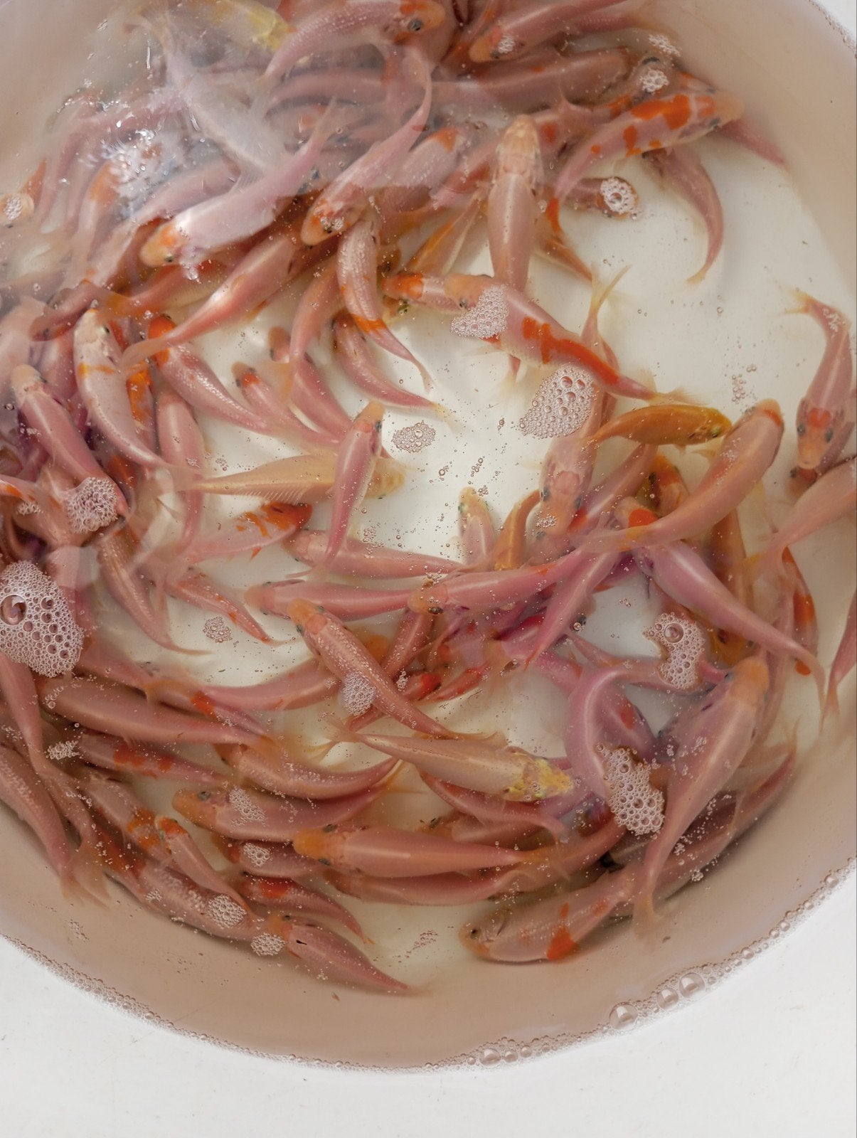 koi s 5/8 cm  spotprijs, Mei