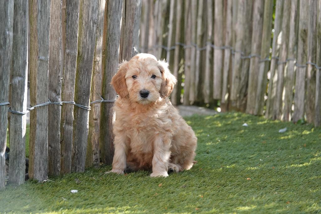 Magnifiques mini chiots Labradoodle (arbre généalogique), Autres races, Plusieurs, Hépatite contagieuse (maladie de Rubarth), Belgique