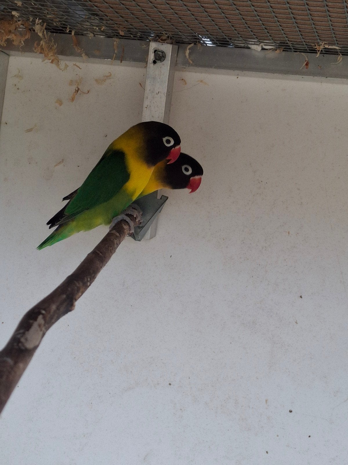 1 koppel zwartmaskeragapornis, Dieren en Toebehoren, Meerdere dieren, Dwergpapegaai of Agapornis, Geringd