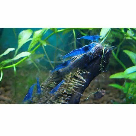 Blue Dream Garnalen – Diepblauwe groepjes (10 stuks)