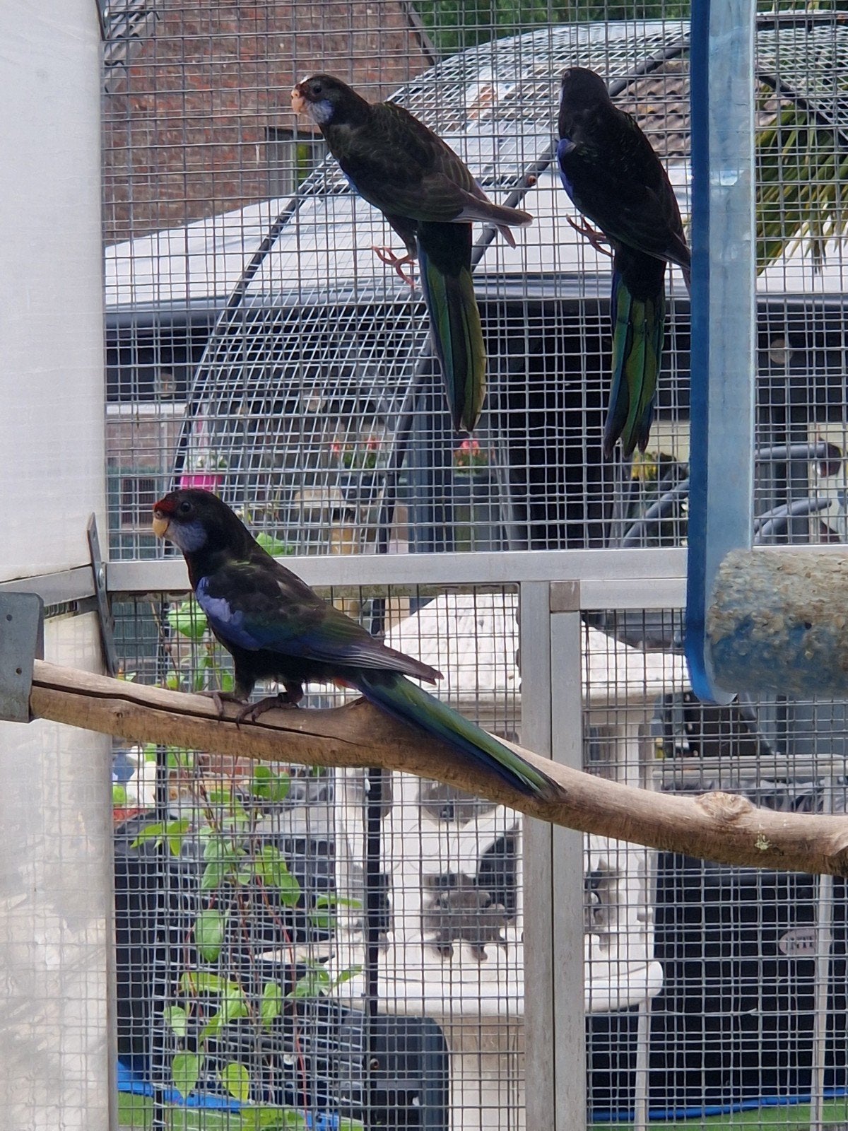 Rosella's '26 mutaties, Meerdere dieren, Parkiet, Geringd
