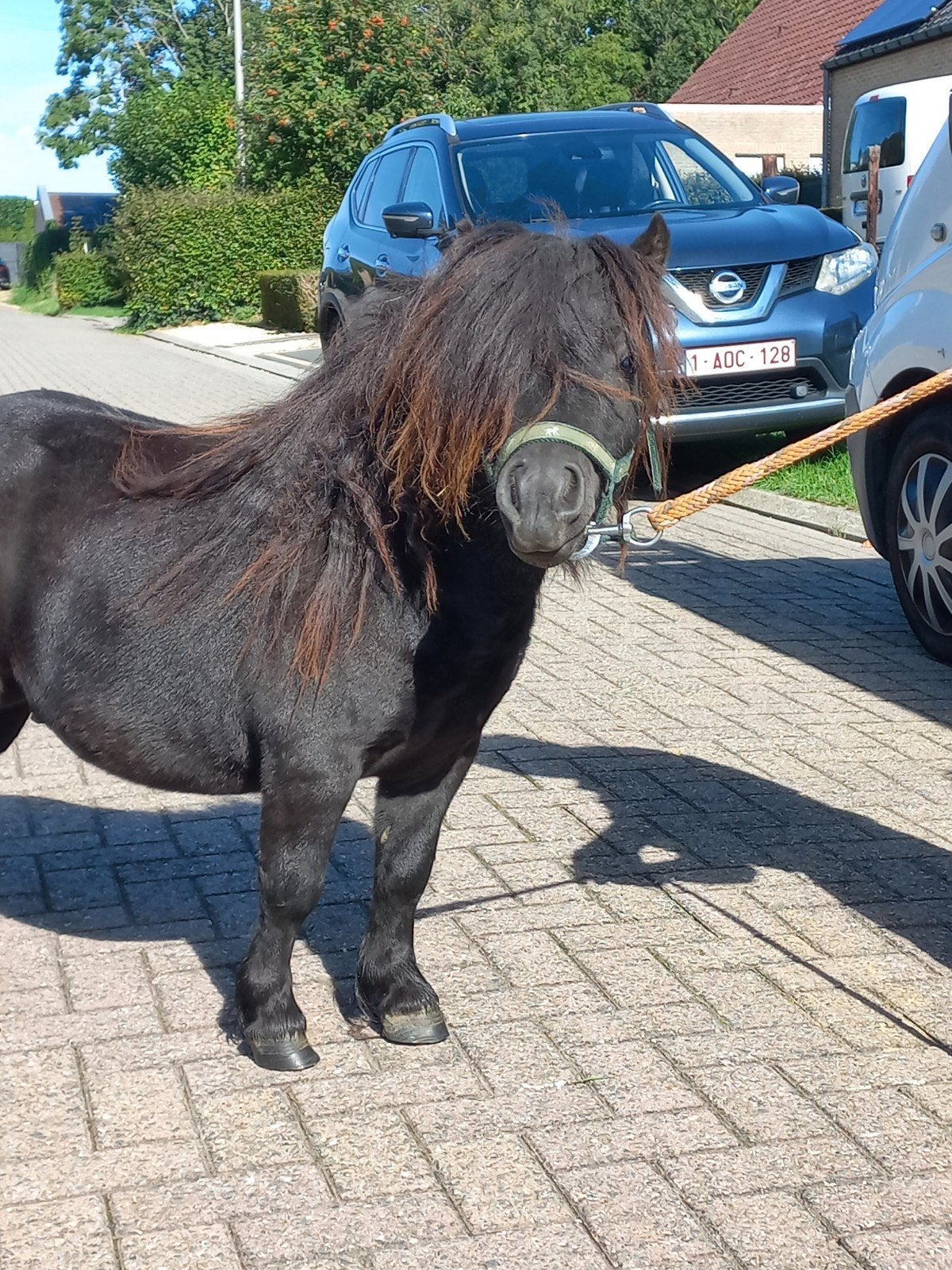 shetland hengst, Dieren en Toebehoren, Hengst