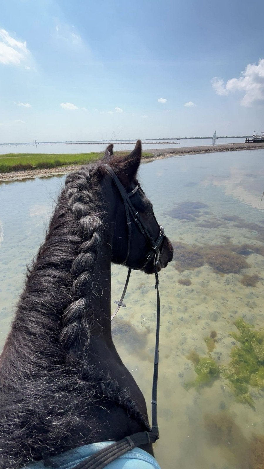 Gezocht ponys en paarden