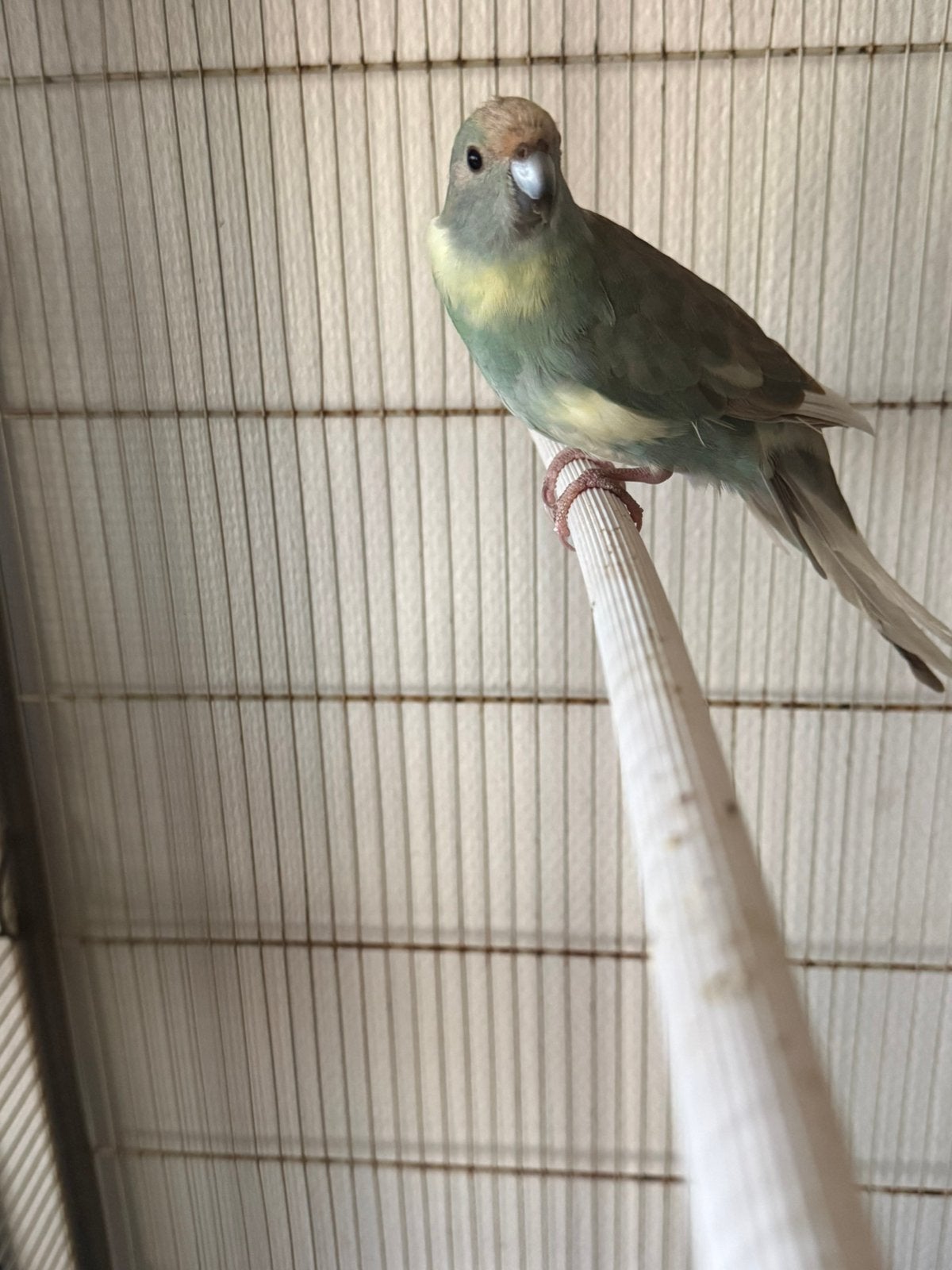 Kakariki vogels