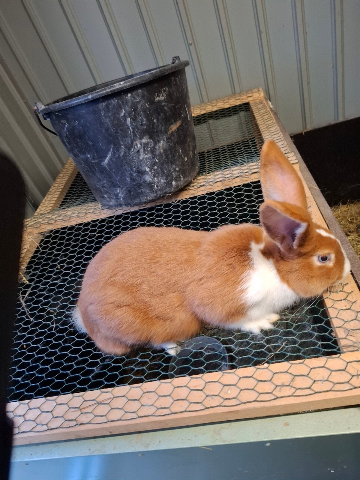 vaal van bourgondie, Dieren en Toebehoren, Vrouwelijk, Middelgroot, 0 tot 2 jaar